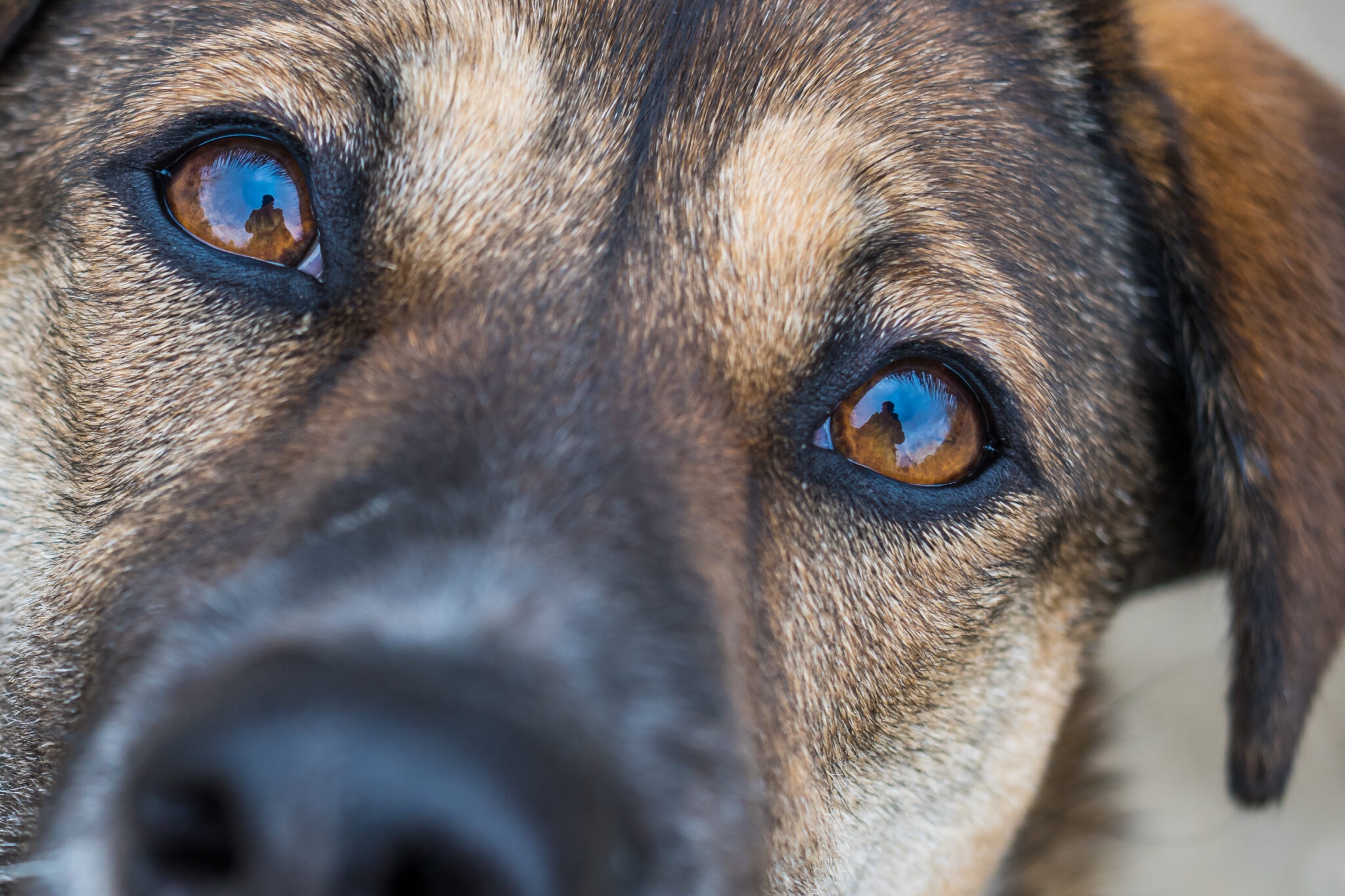 Are Dogs Colorblind What Dog Vision Looks Like Sahara Pines Animal Hospital