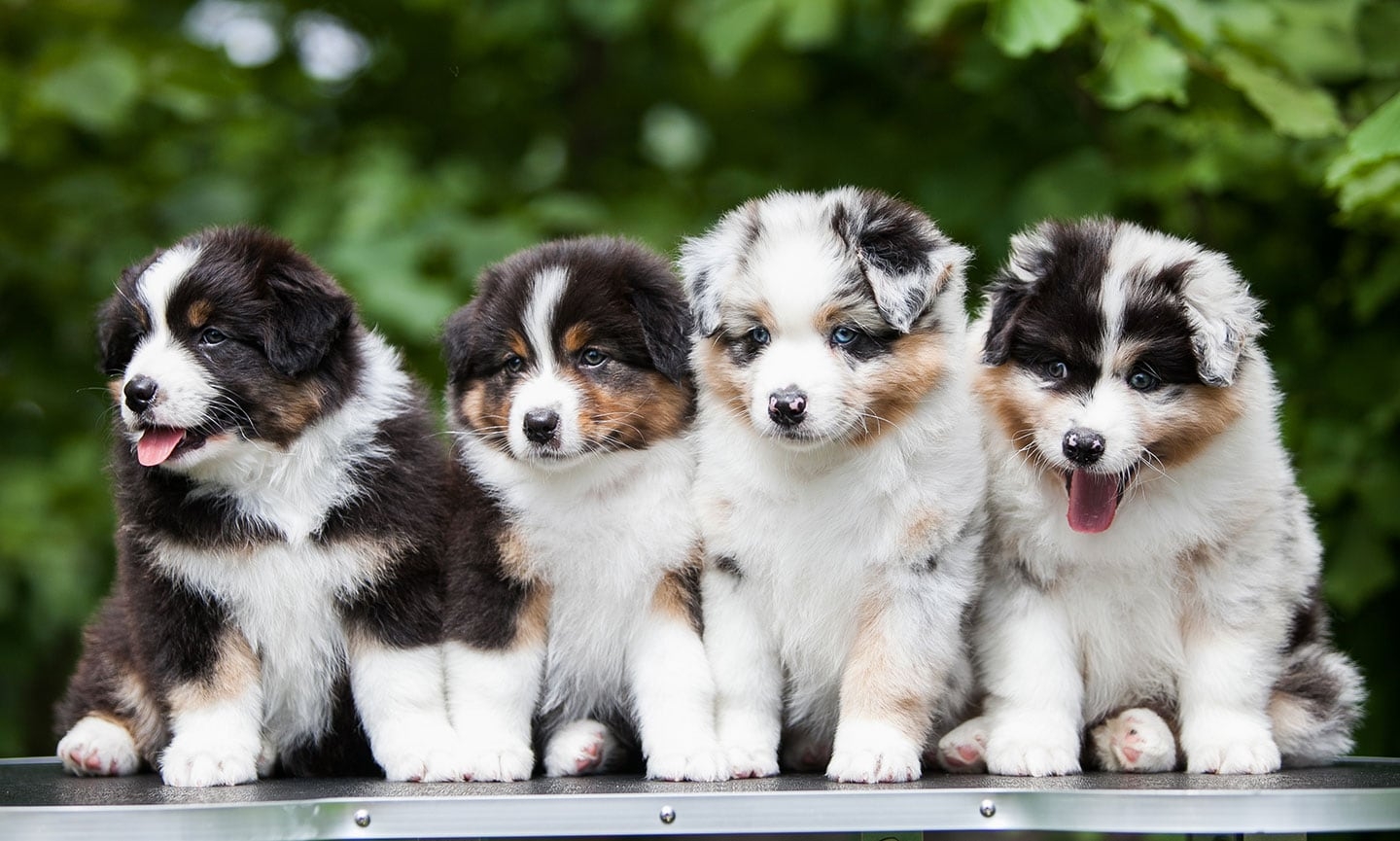 aussie dog colors