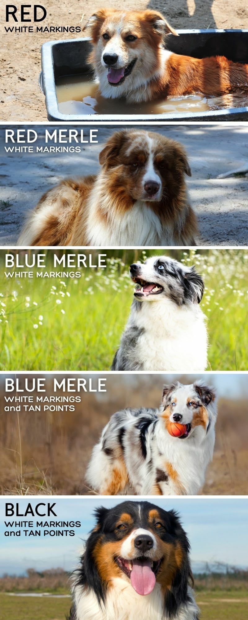 Australian Shepherds Medium Sized Dogs With Big Personalities PetHelpful