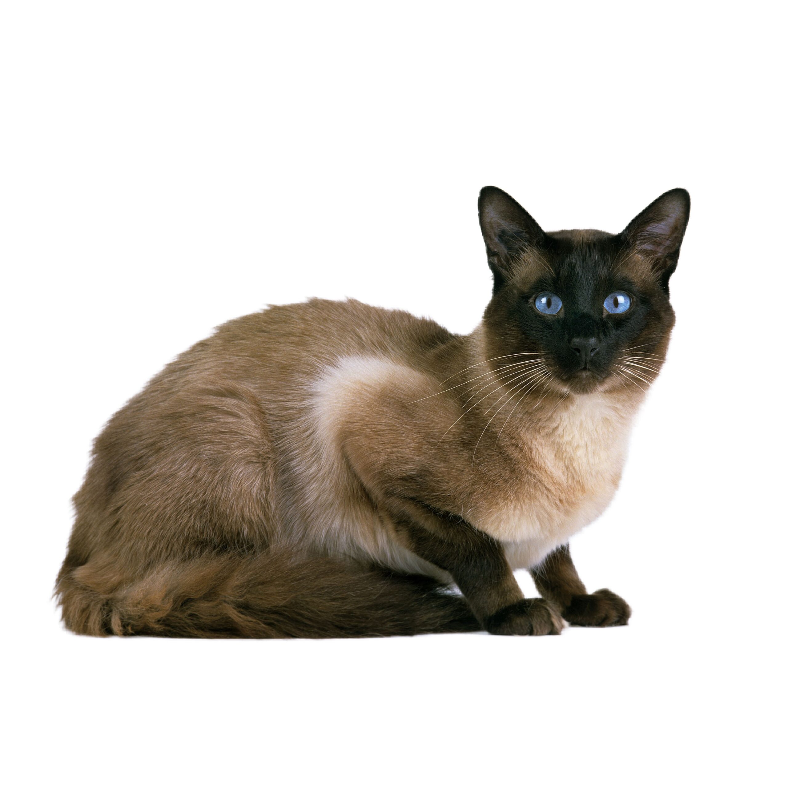 balinese cat colors