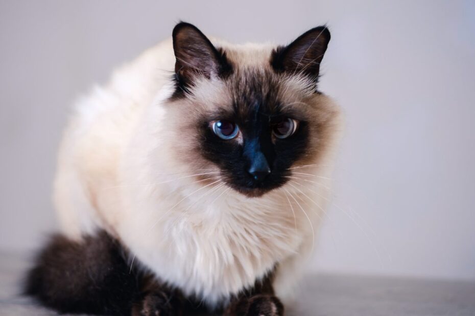 Balinese Cat Breed Information U0026 Characteristics