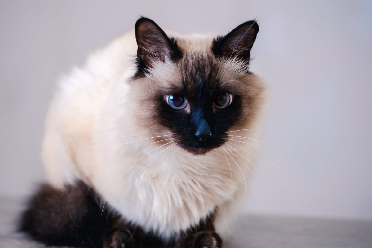 Balinese Cat Breed Information U0026 Characteristics