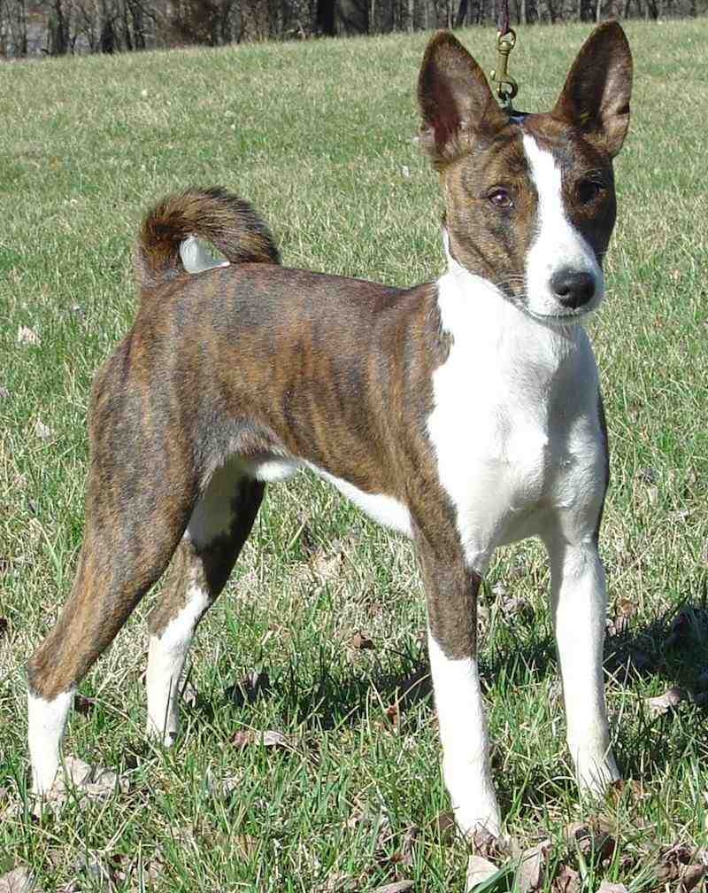Basenji Barkless Dog Dog Breed Information Images Videos FAQs