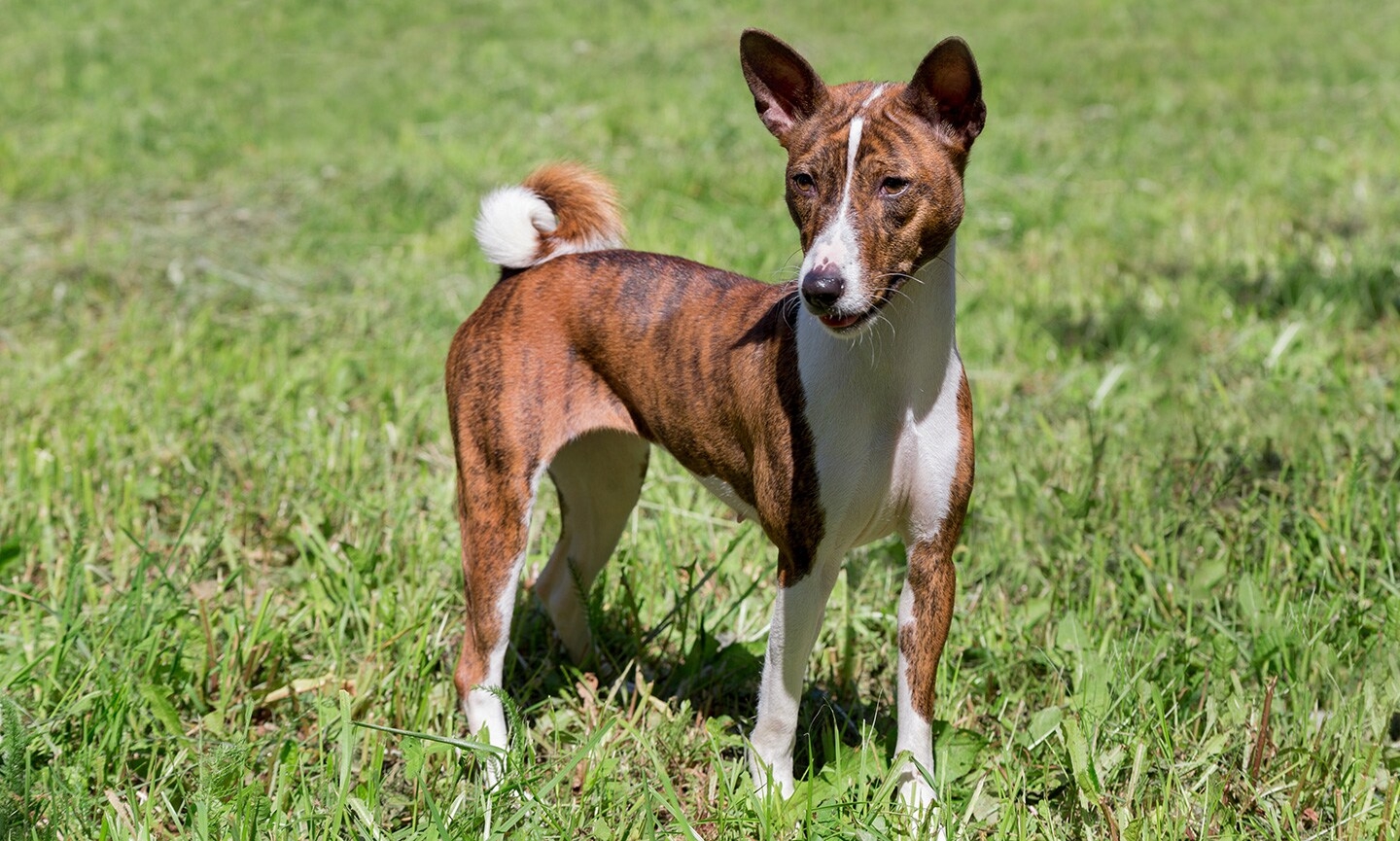 Basenji Breed Characteristics Care U0026 Photos Chewy