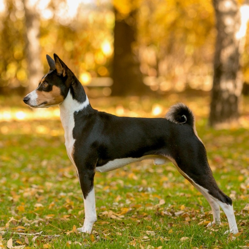 Basenji Breeds