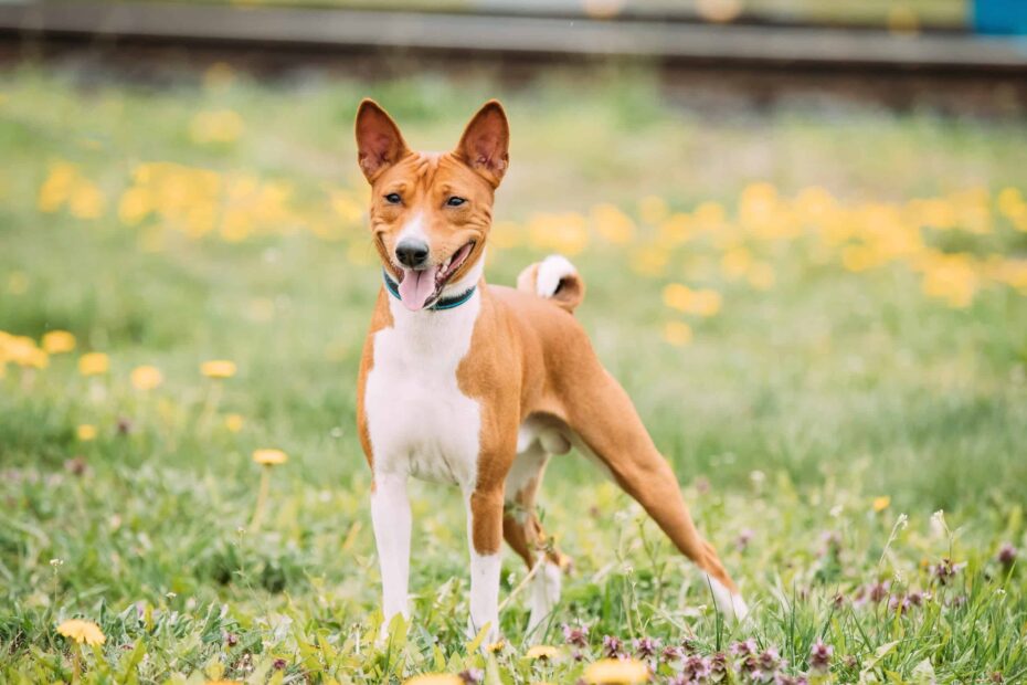 Basenji Colors Rarest To Most Common A Z Animals
