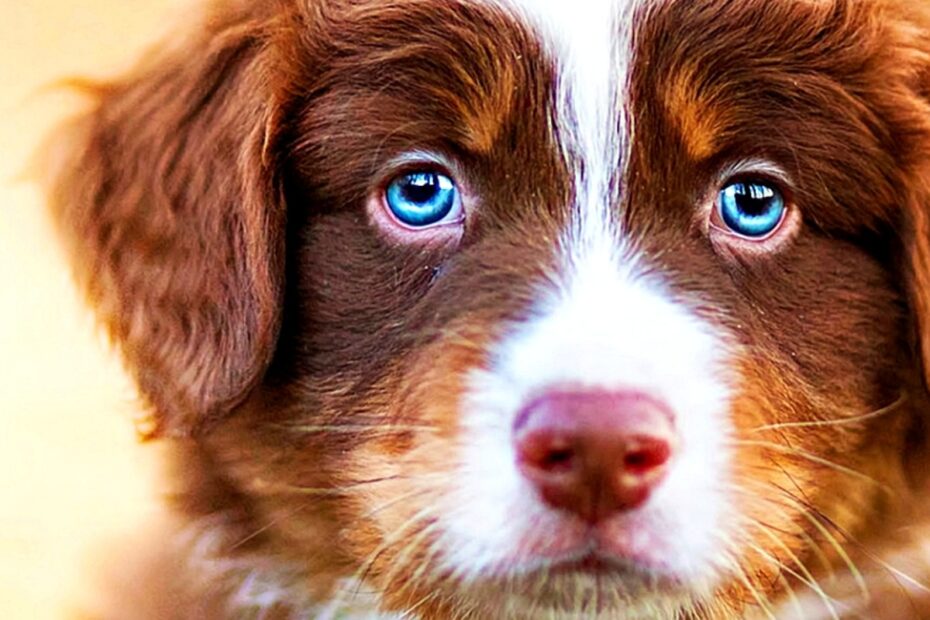 Beautiful Blue Eyed Babes 35 Dog Breeds With Blue Eyes Parade Pets