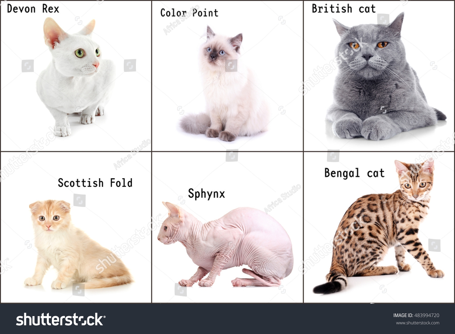 cat color names