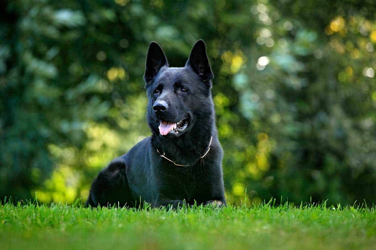 Best Dog Names For Black Colored Dogs