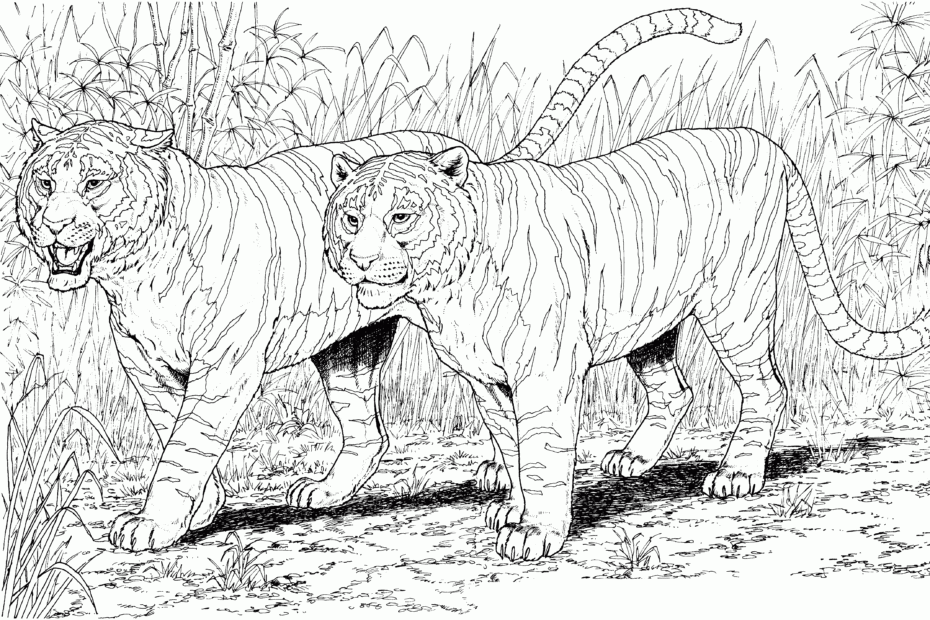 Big Cat Coloring Pages
