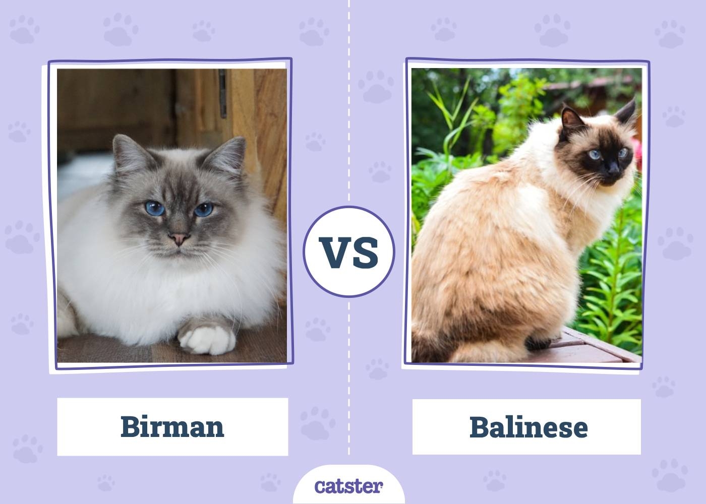 Birman Cat Vs Balinese Cat Main Differences With Pictures 
