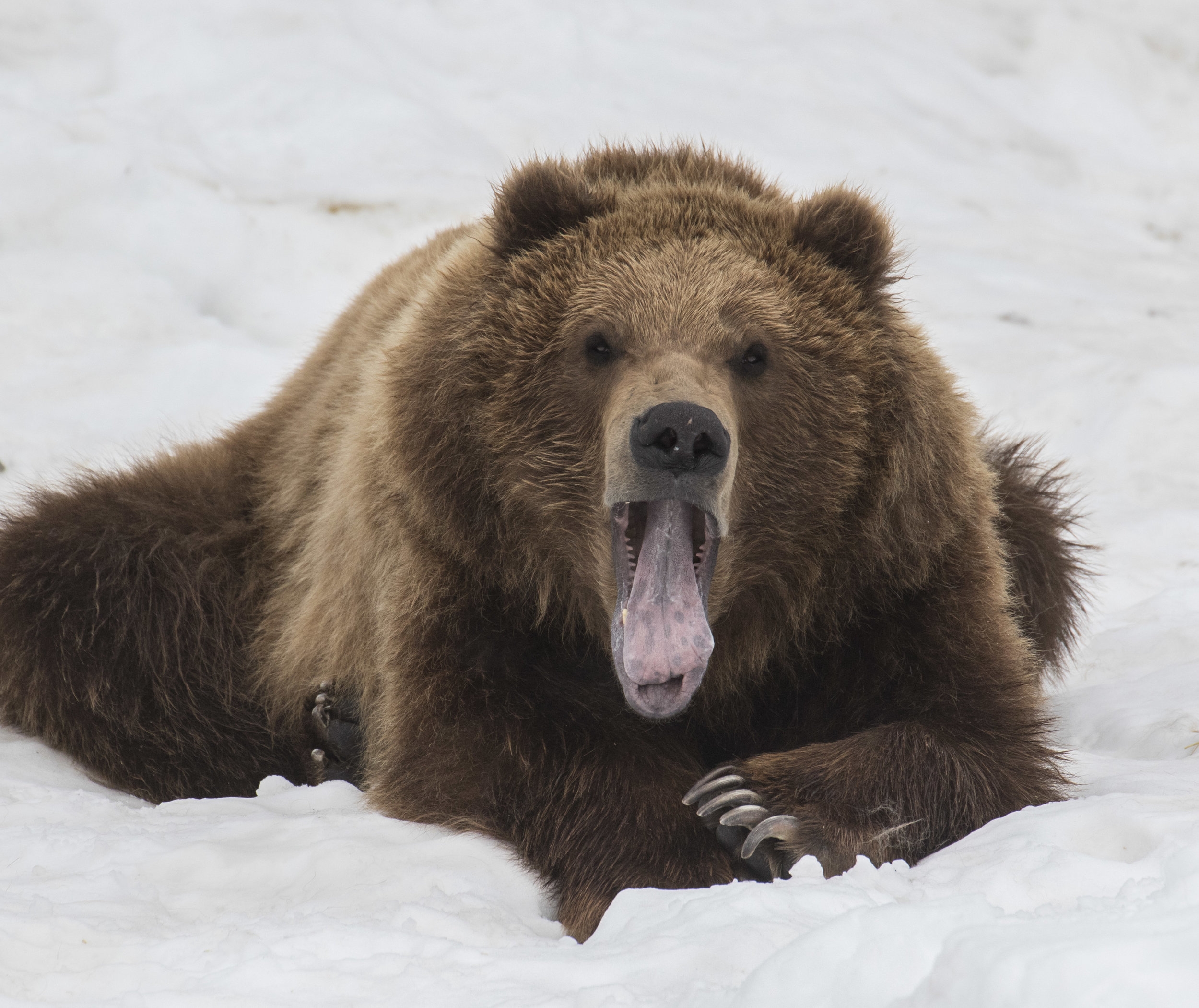 Brown Bear Black Bear The Alaska Zoo