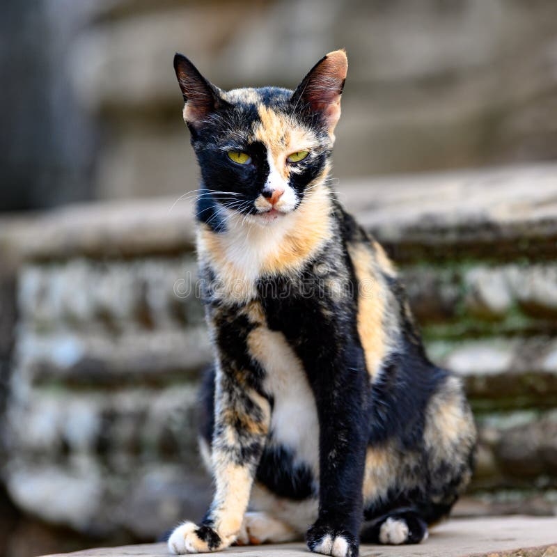 triple color cat