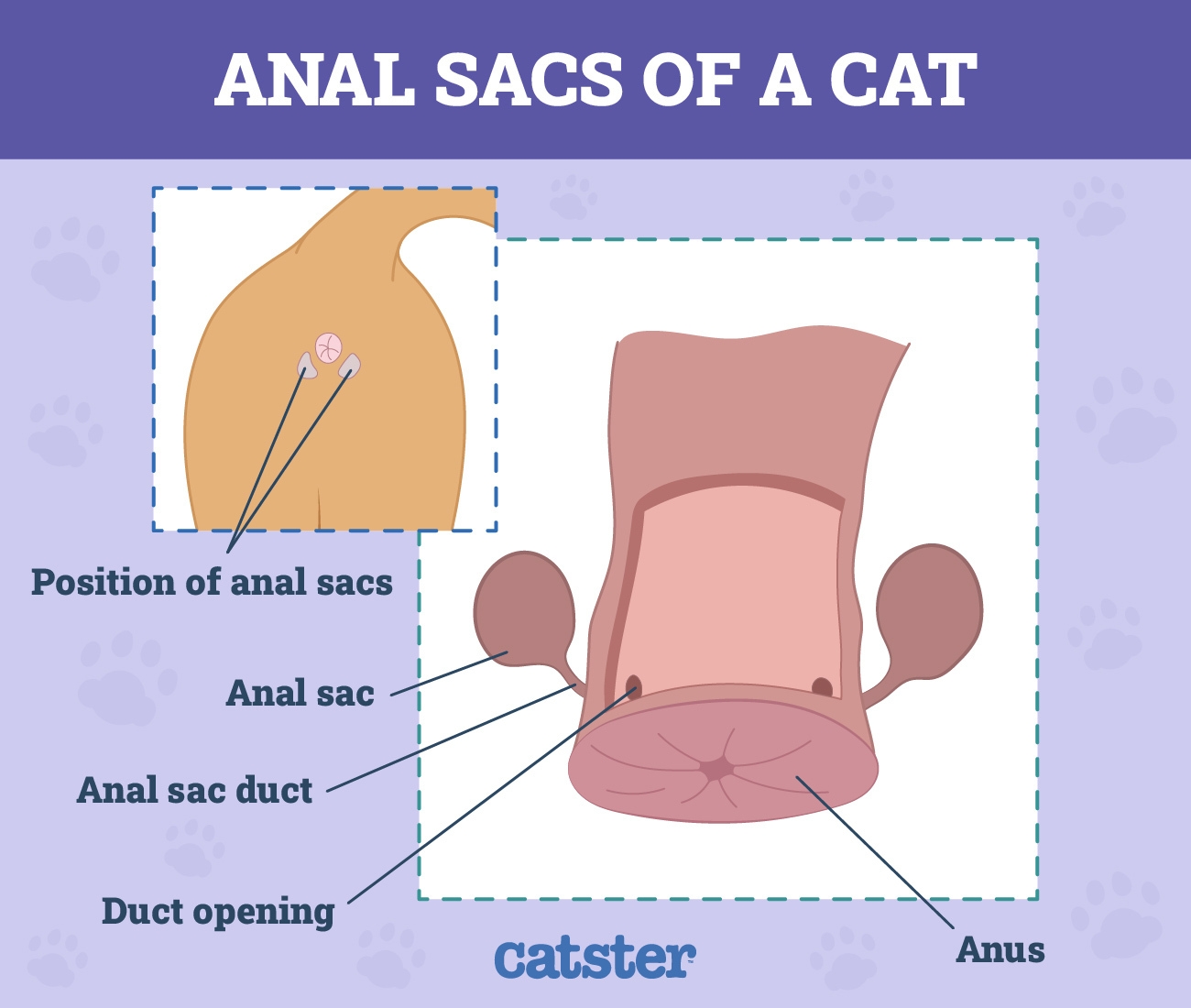 normal cat anus color