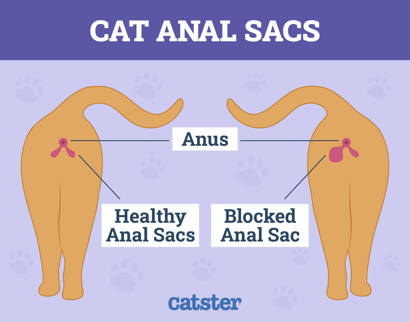 Cat Butts How They Provide Crucial Info About Your Kitty s Health 