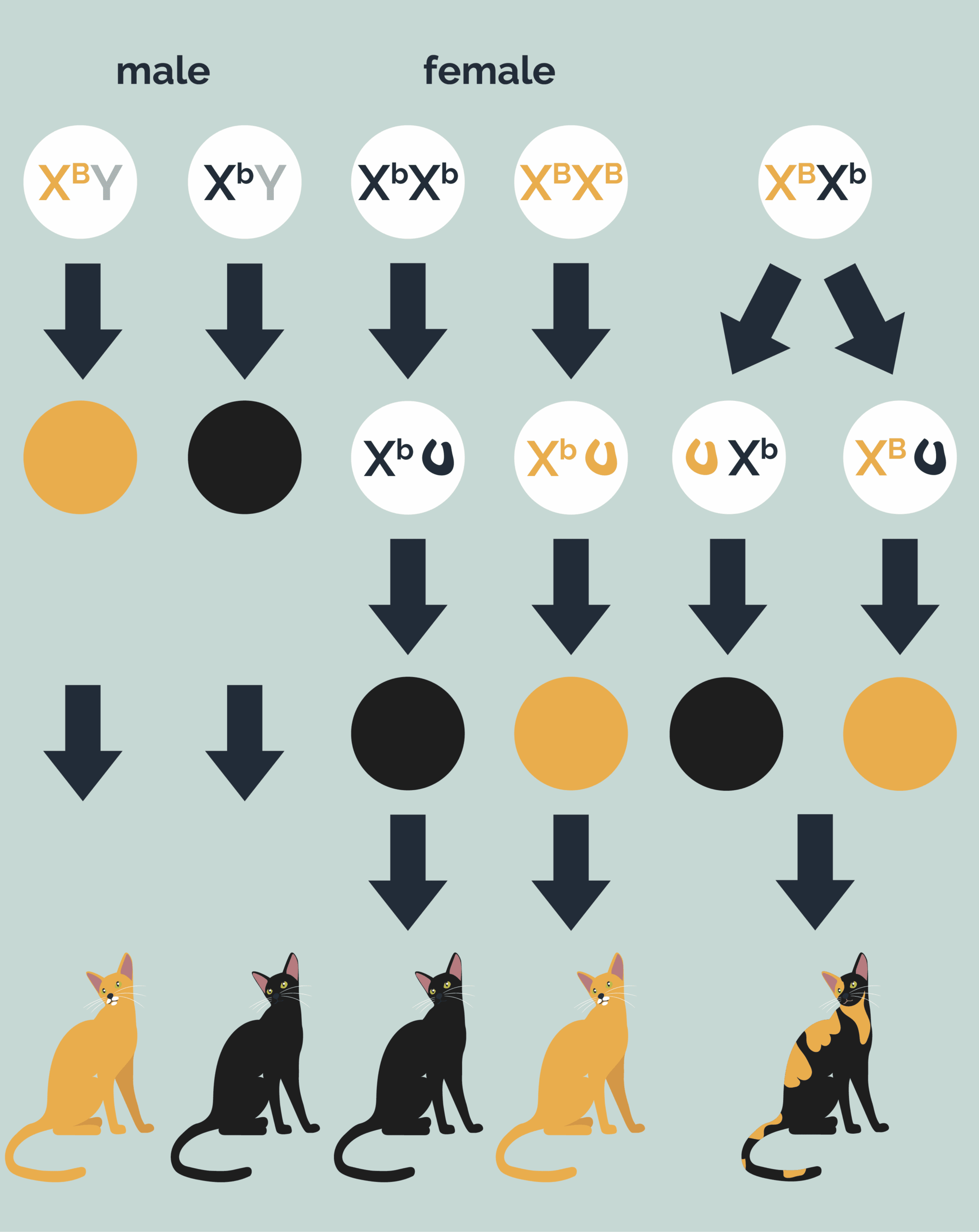 Cat Coat Genetics 101 Explaining The Essentials Vet Reviewed Hepper Pet Resources