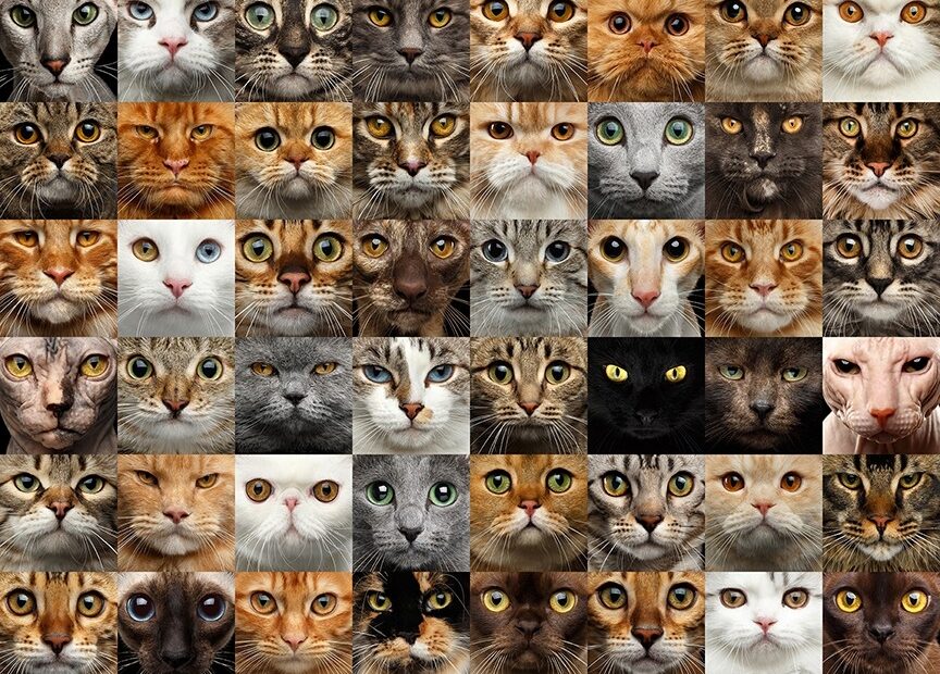 Cat Colors And Patterns Part Two United Spay Alliance