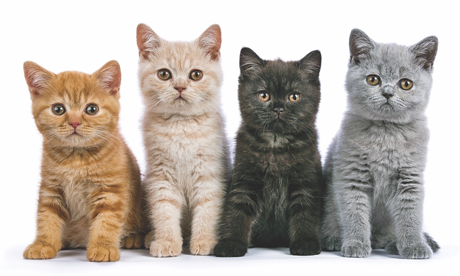 cat colorations