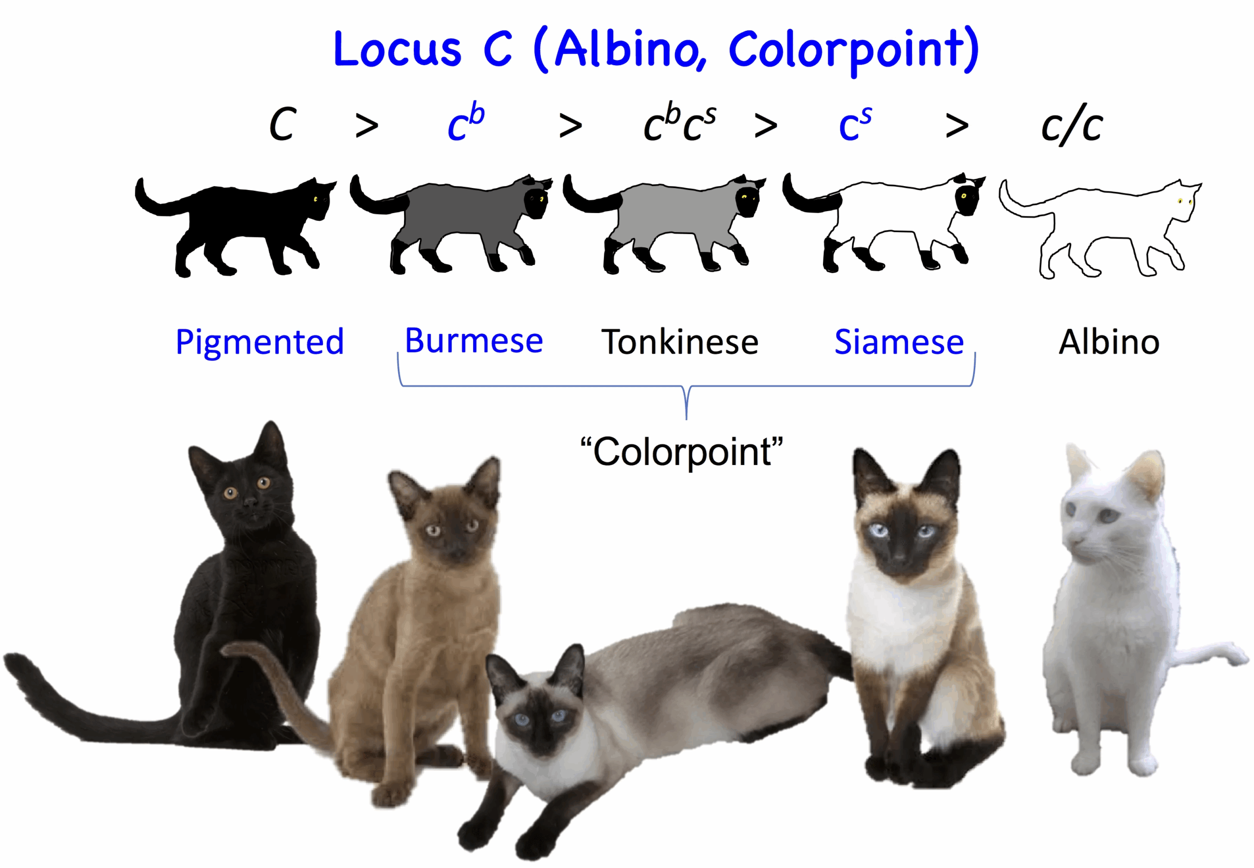all cat colors