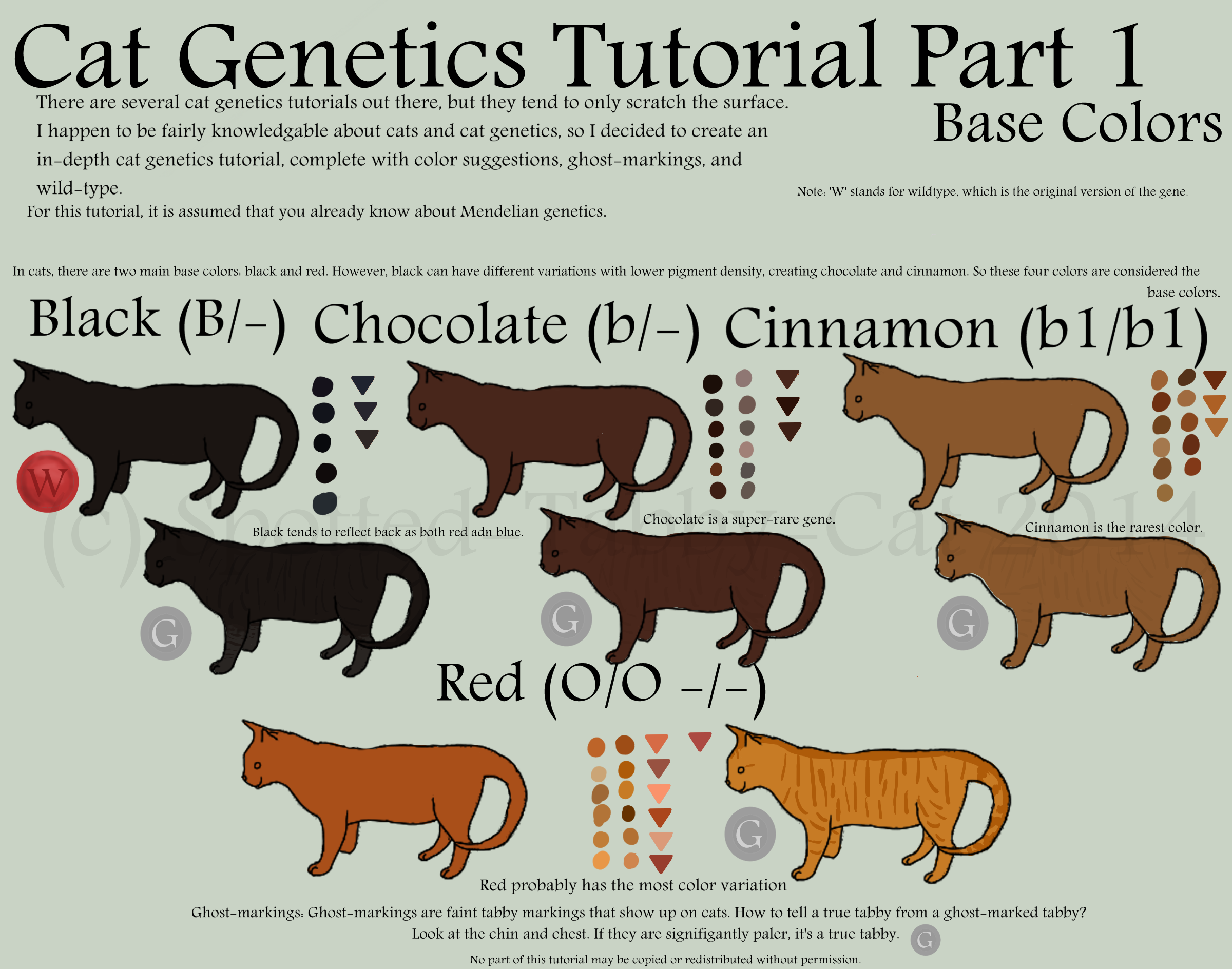 cat coat color genetics chart