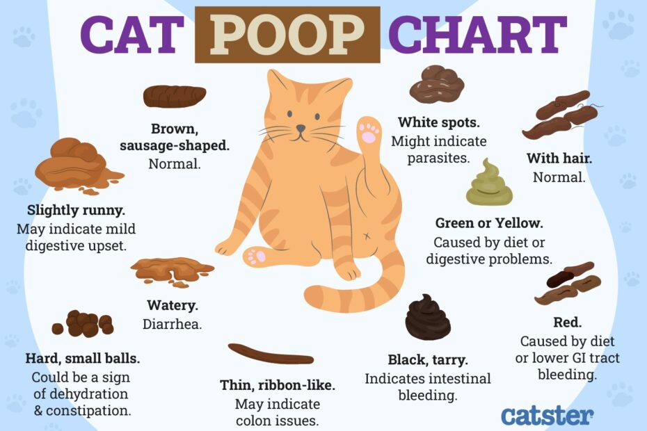 Cat Poop Chart Colors Consistency U0026 More Vet Reviewed Catster