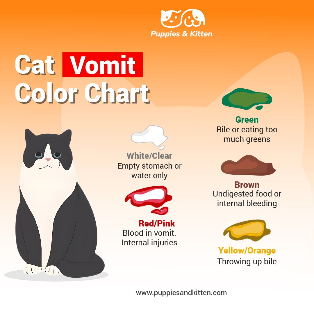 Cat Vomit Color Chart What Is The Color Of Your Cat s Vomit Telling You Puppies And Kitten