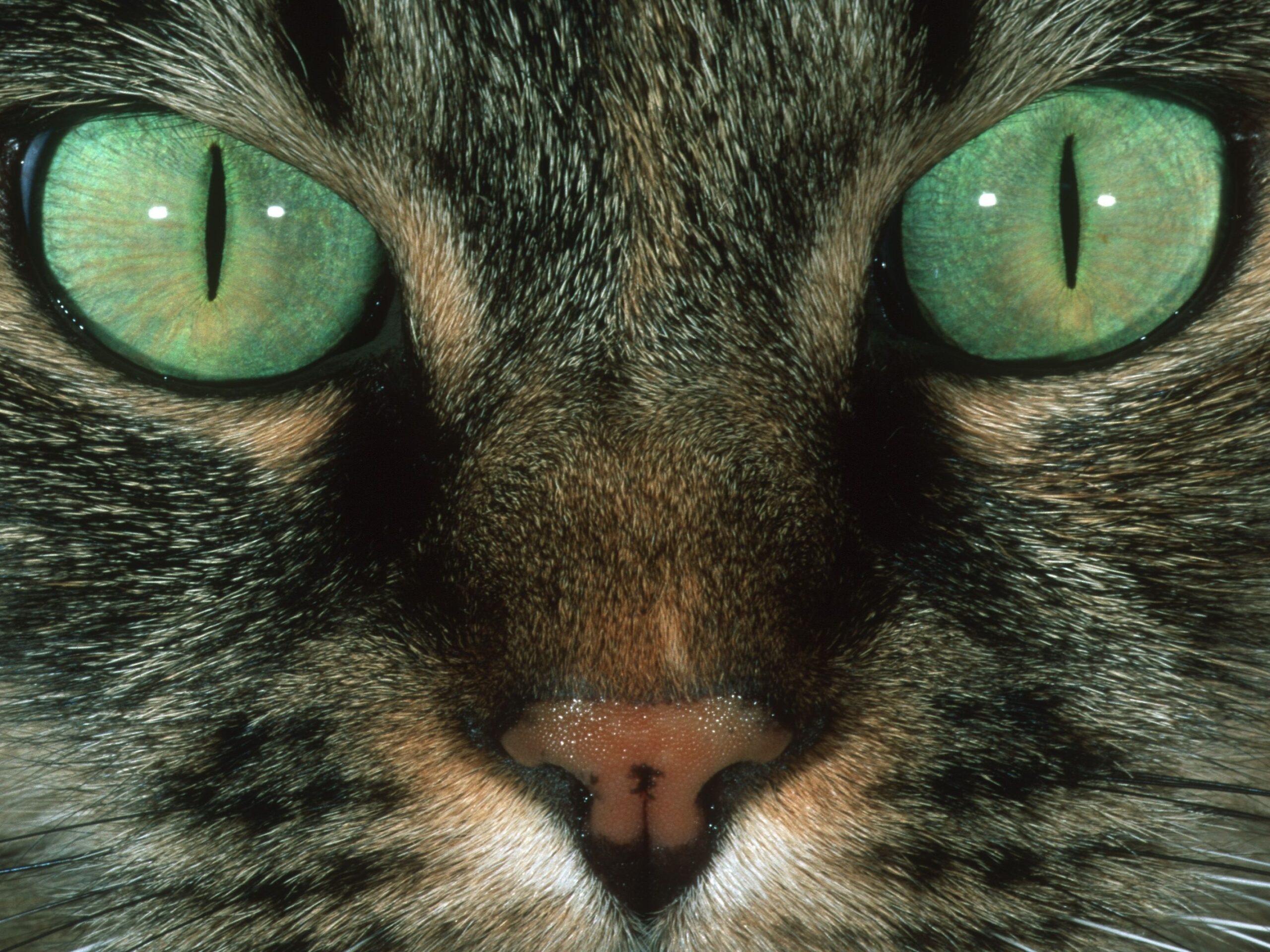 can a cat's eyes change color