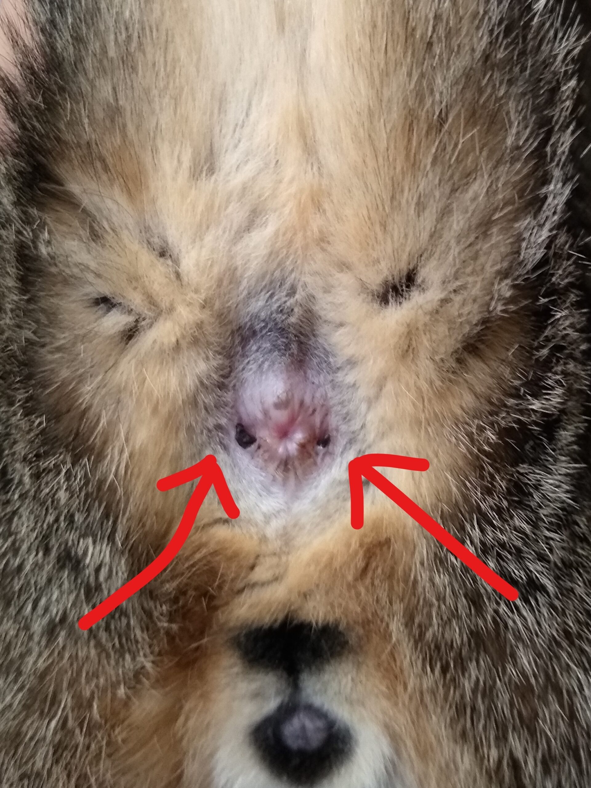 Change In Cat s Anus R ApoioVet