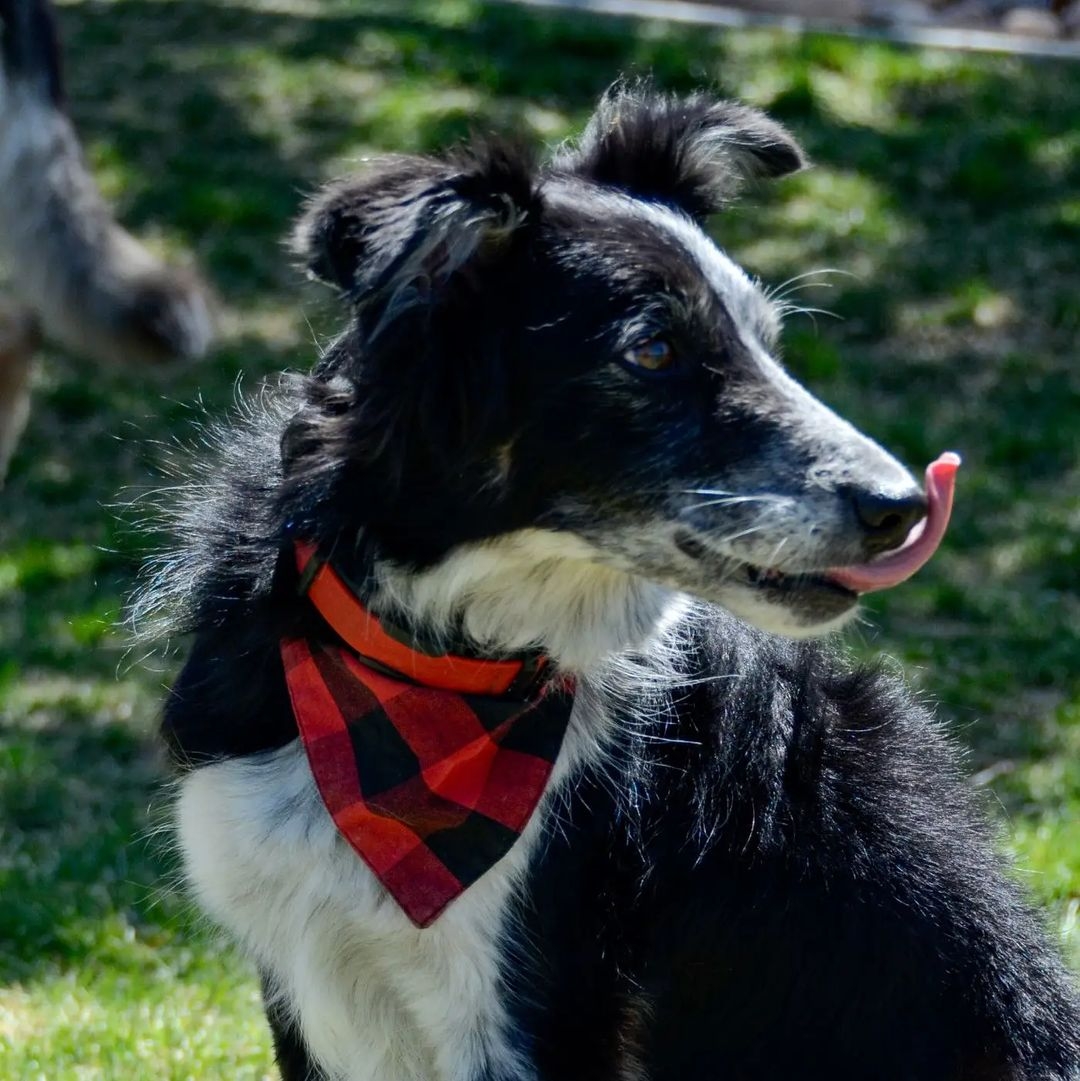 best color for dogs to see
