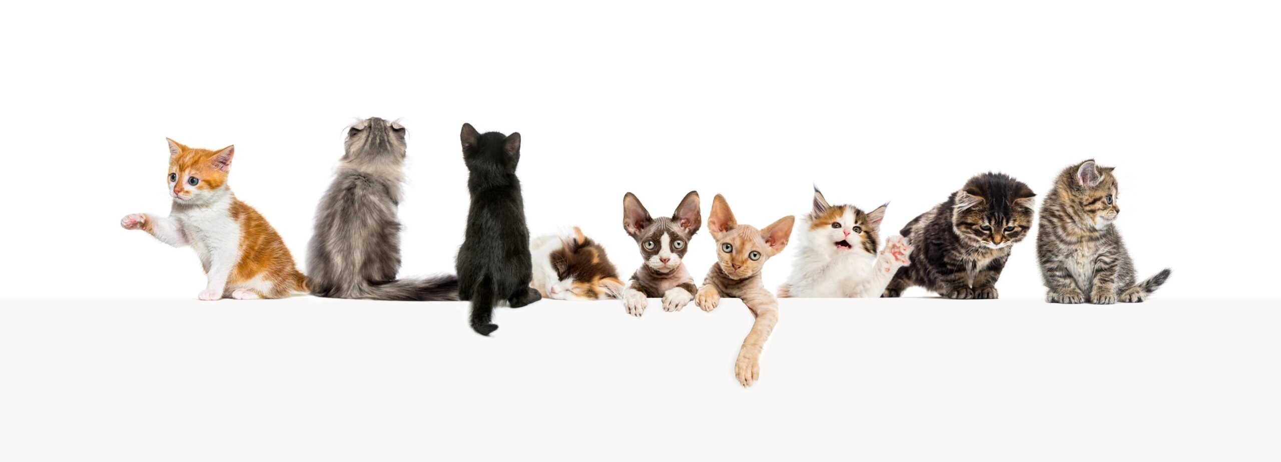 Coats Of Many Colors All About The Different Shades Of Cats Volunteer Veterinary Hospital Volunteer Veterinary Hospital