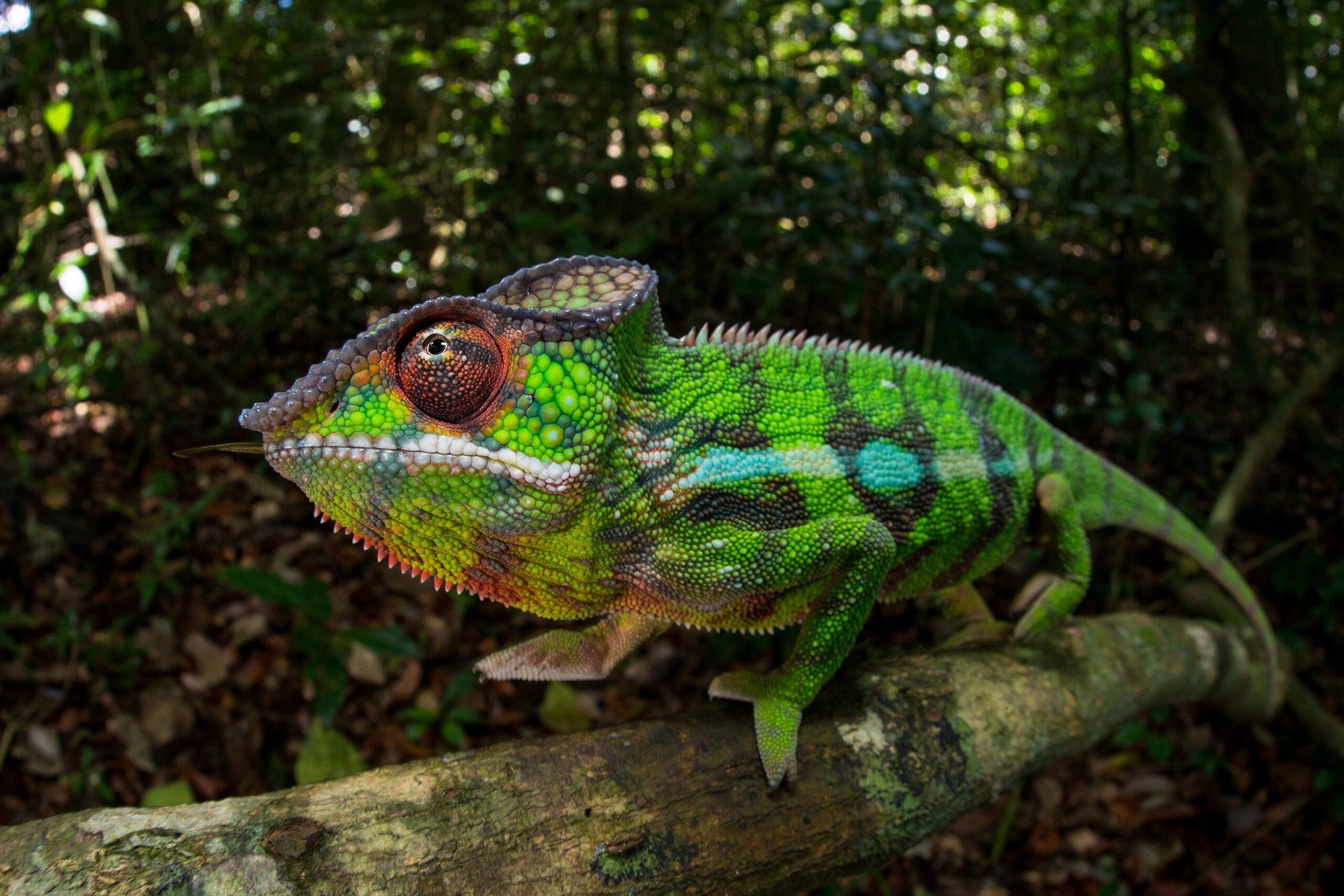 animal color