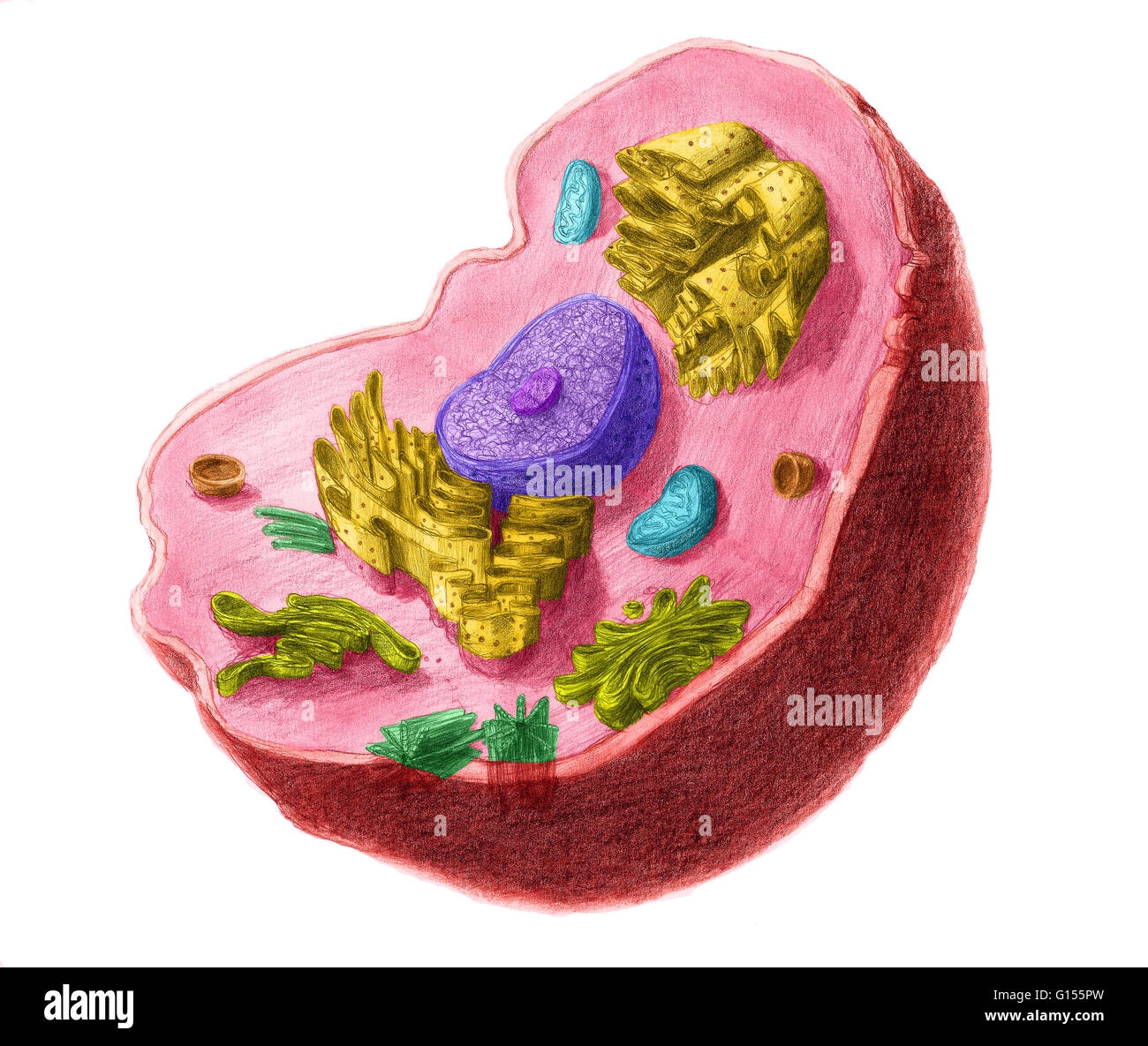 animal cell coloring colored