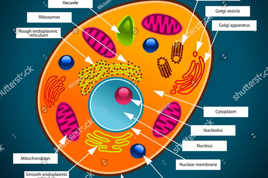 Color Illustration Animal Cell Stock Illustration 157148738 Shutterstock