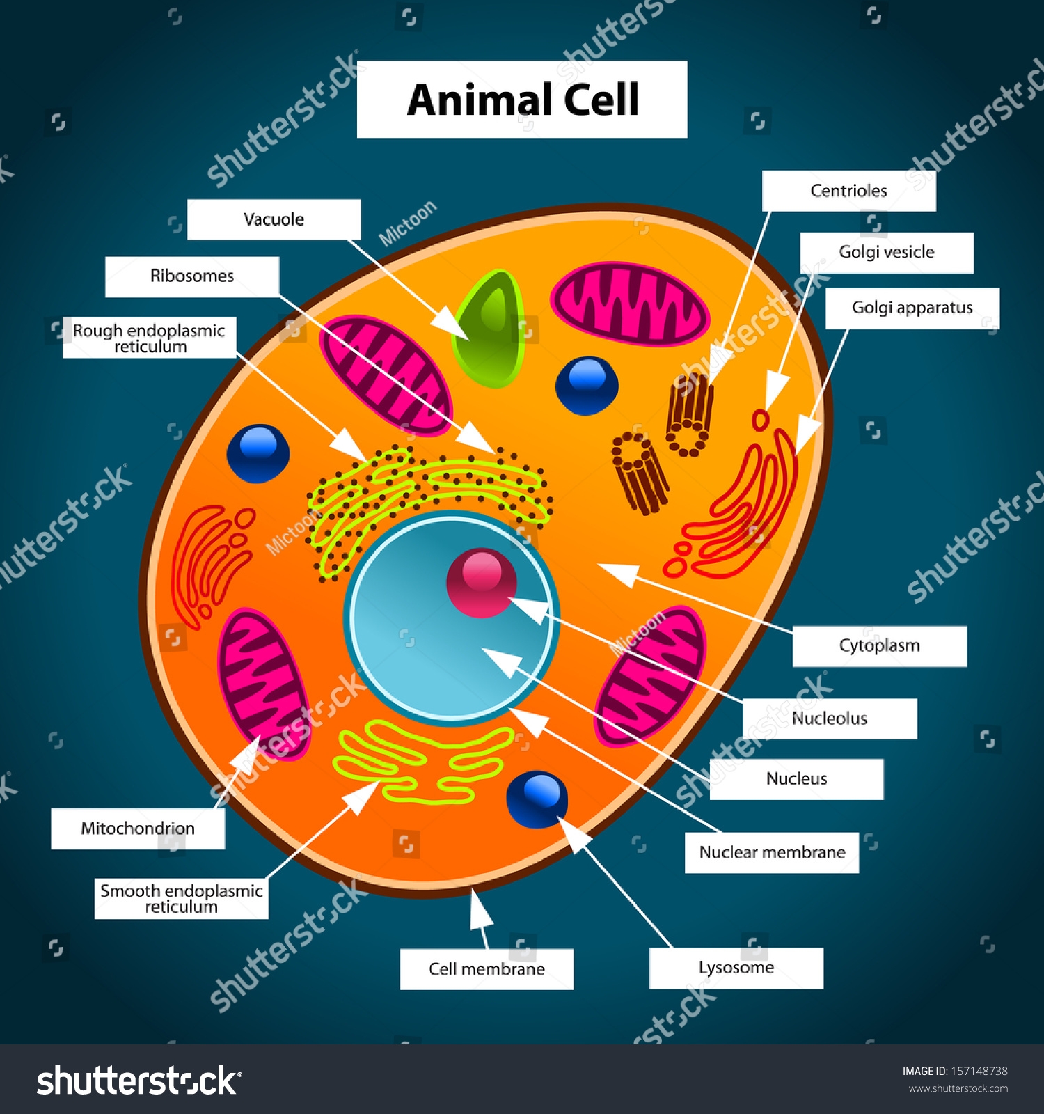 Color Illustration Animal Cell Stock Illustration 157148738 Shutterstock
