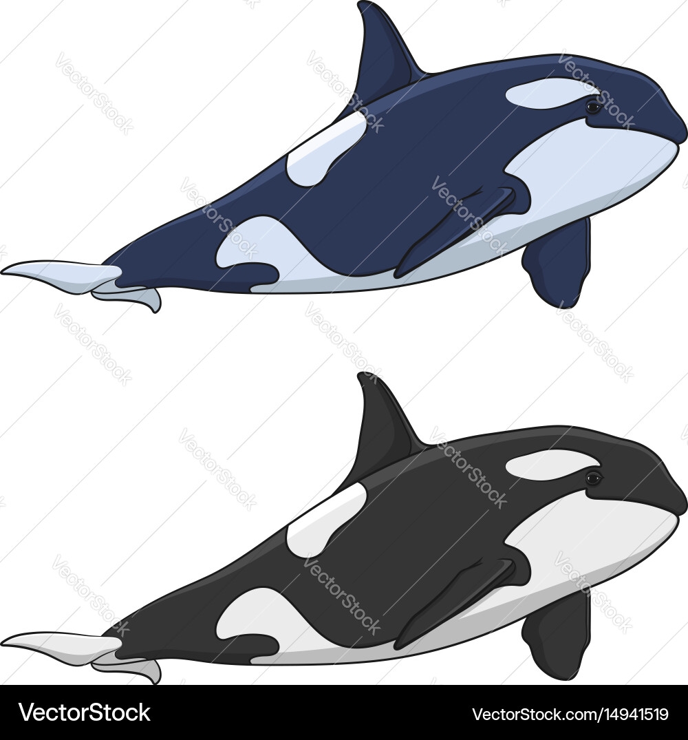killer whale color