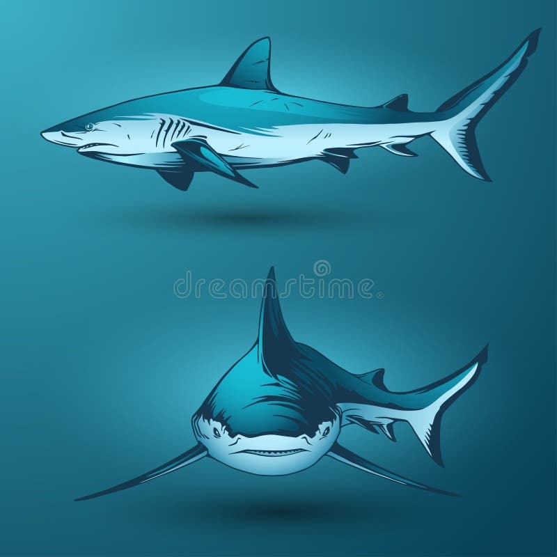 Color Sharks Stock Illustrations 915 Color Sharks Stock 