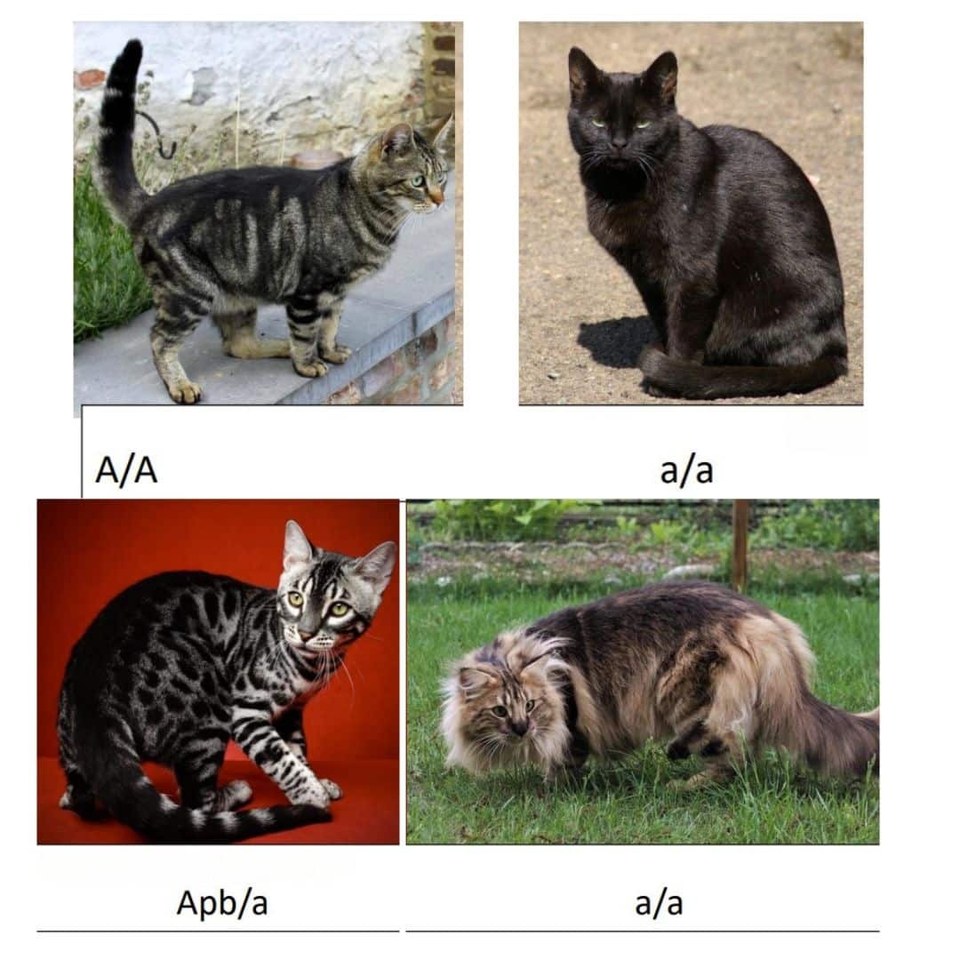 types of cats by color