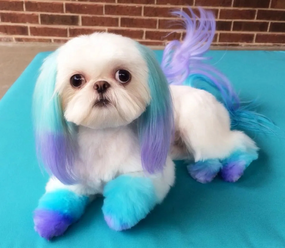 Colortour Organic Directly Use Pet Dog Hair Dye Safe U0026 Effective