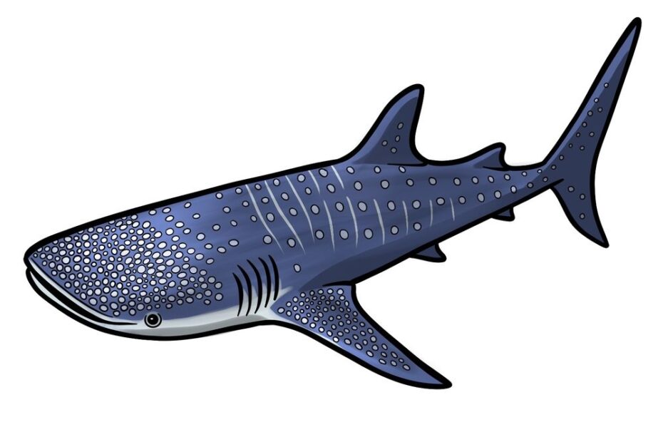 Complete Guide On How To Draw A Whale Shark