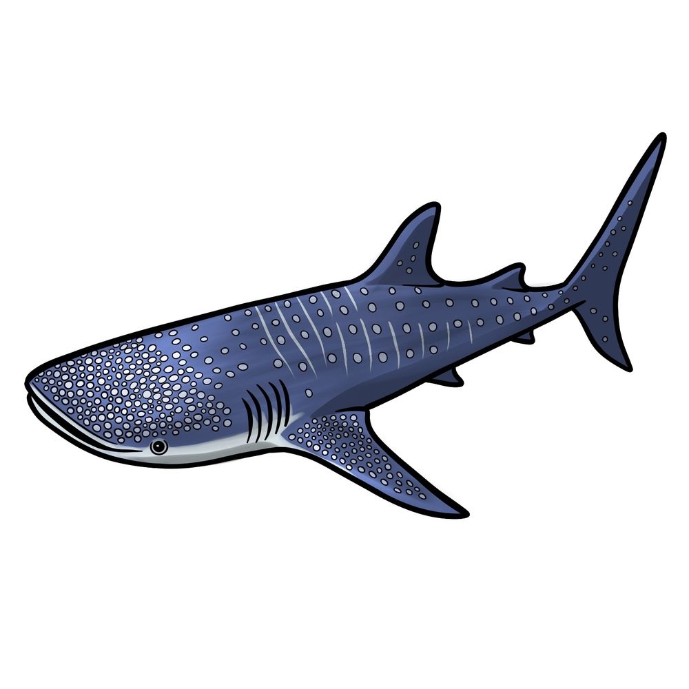 Complete Guide On How To Draw A Whale Shark