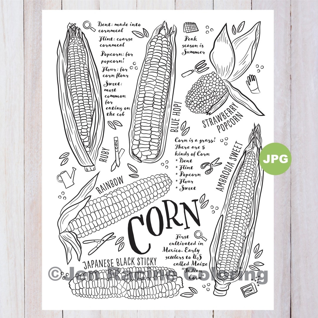 Corn Coloring Page Vegetable Coloring Page Garden Gardening Homegrown Vegetable Coloring Pages Etsy