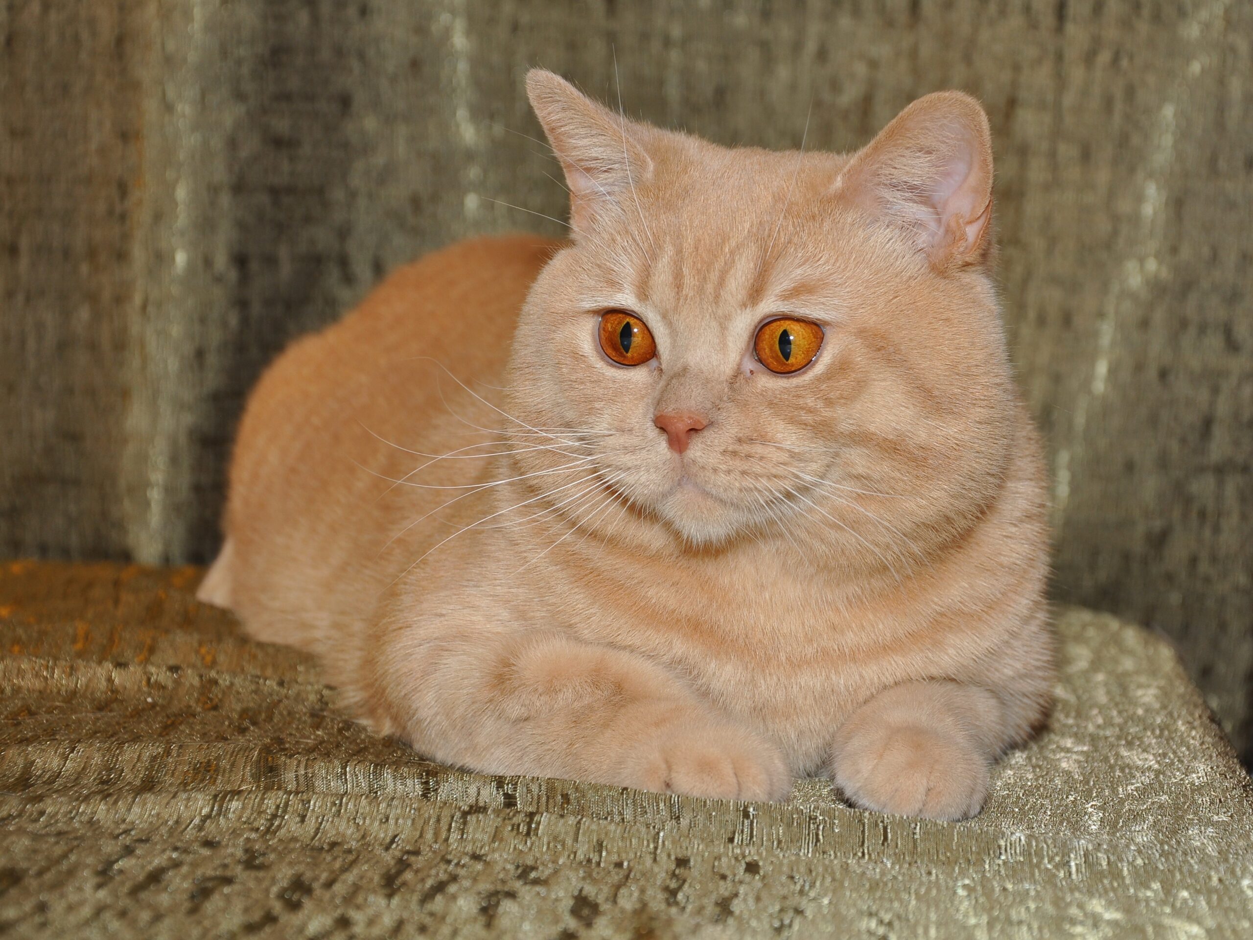 cream colored cat names