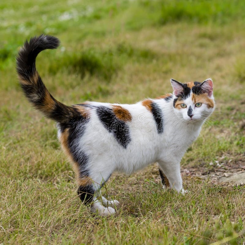 cute cat colors