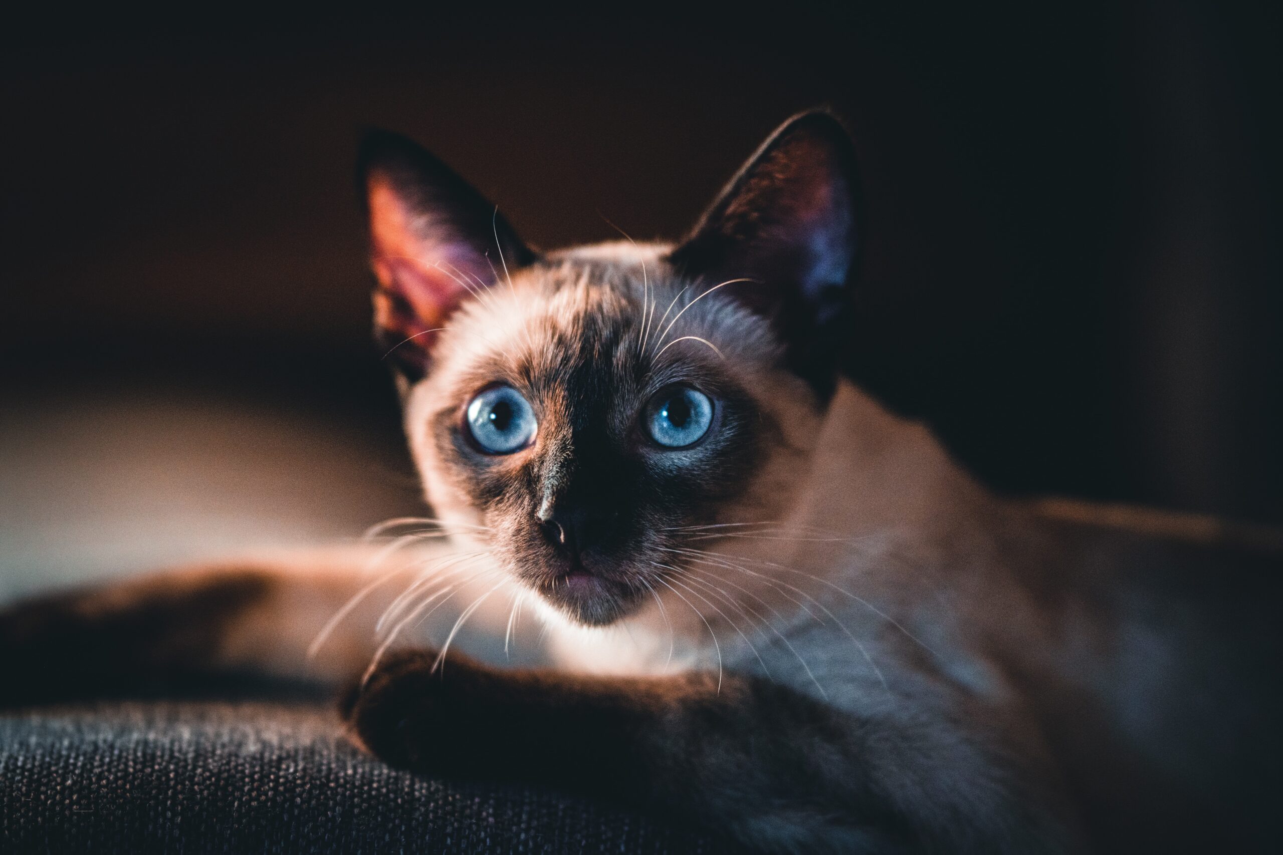 Decoding Cat Eyes Colors Shapes And Expressions