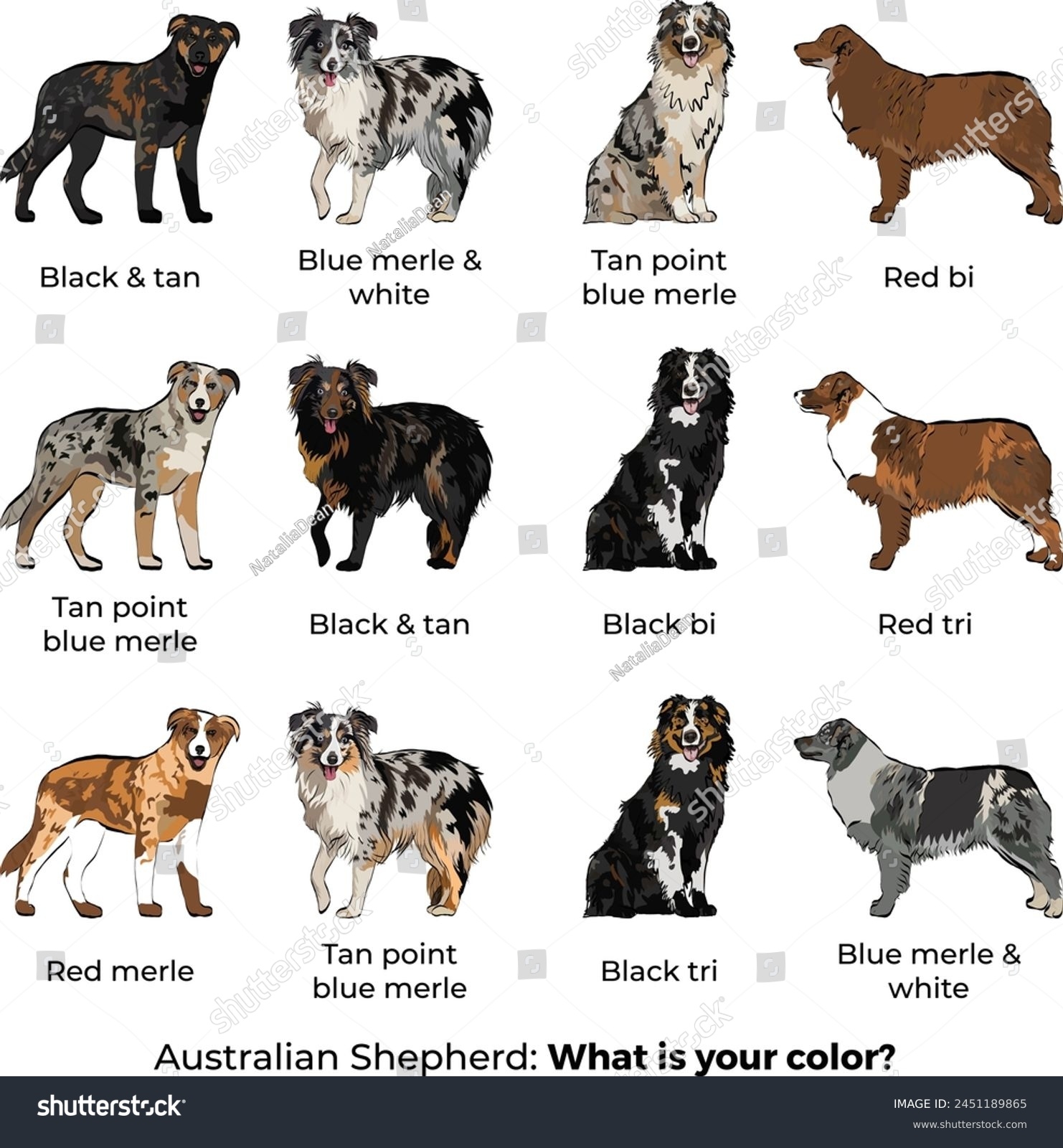 Different Colors Of Australian Shepherds Deals