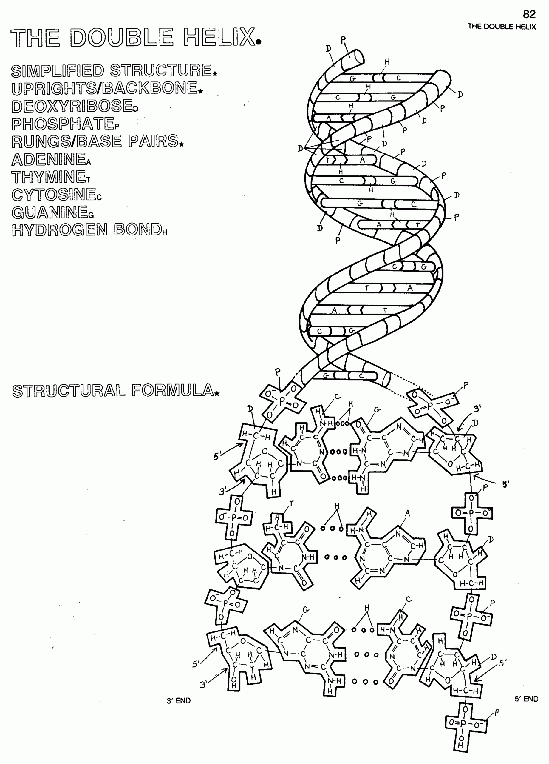 DNA Double Helix Coloring Worksheet Color Worksheets Dna 