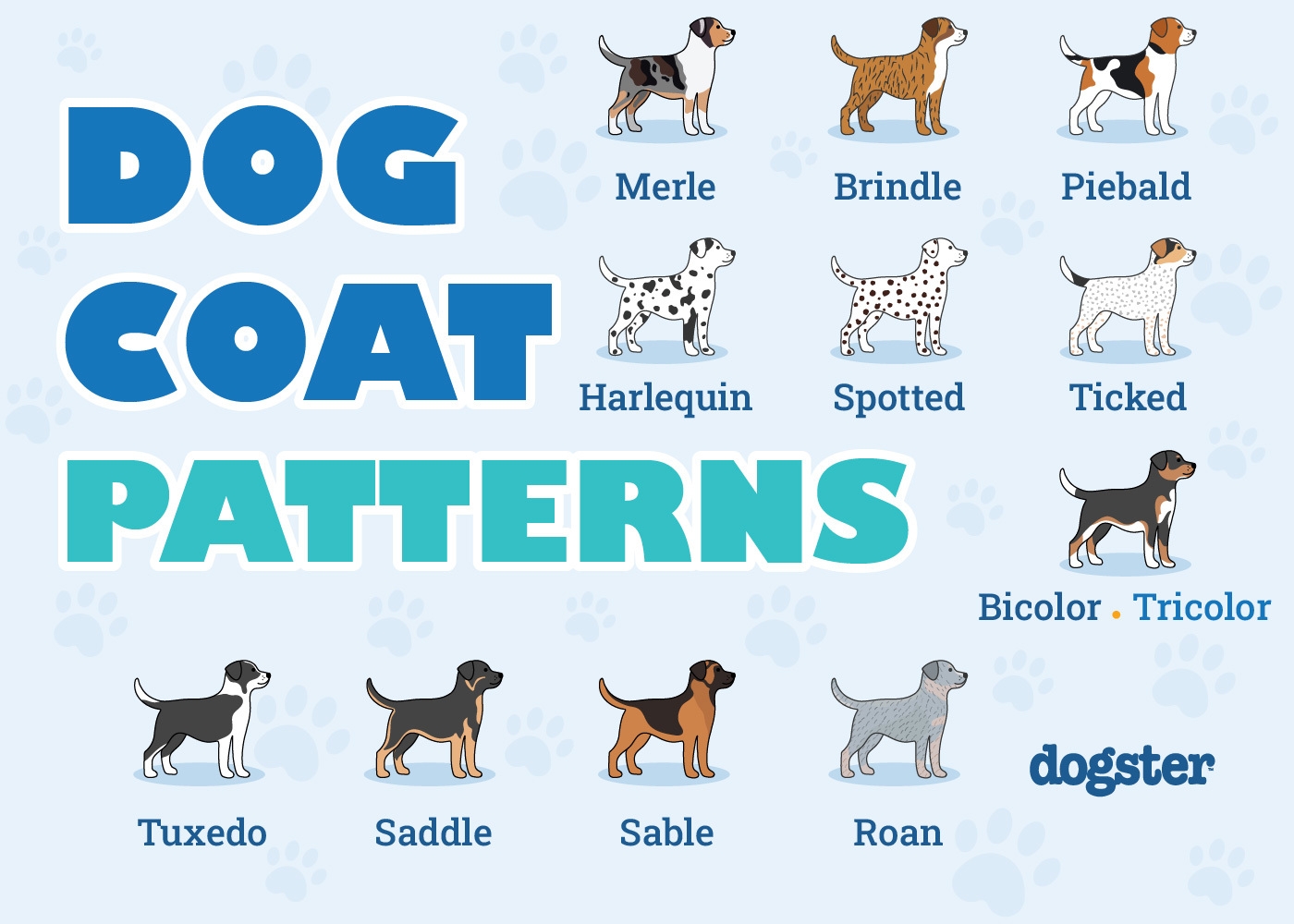 colors of dogs coats
