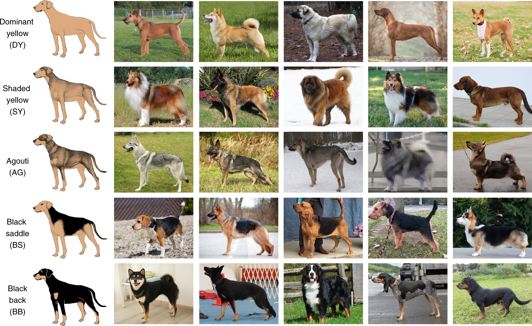 rare dog colors