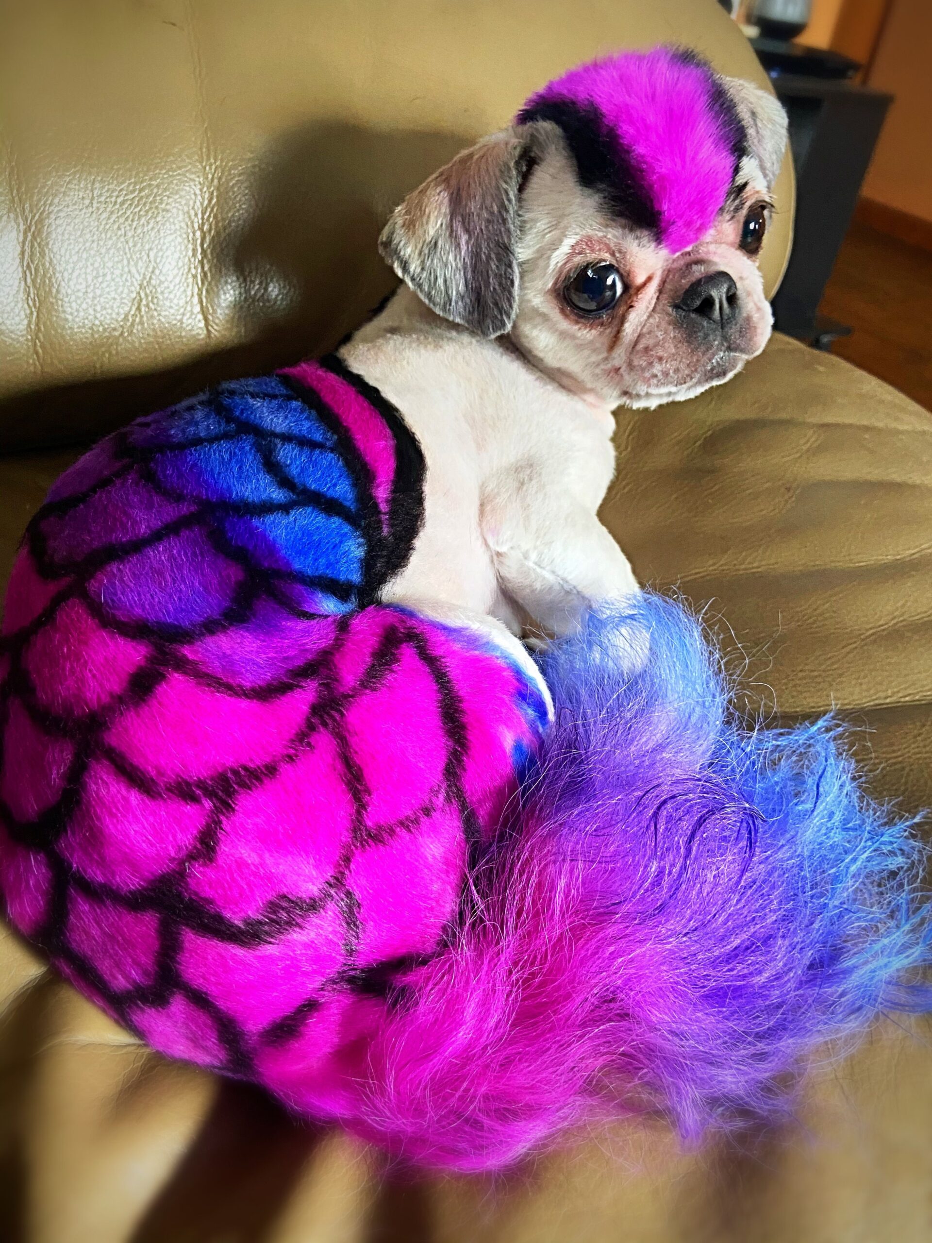Dog Hair Colour Clearance