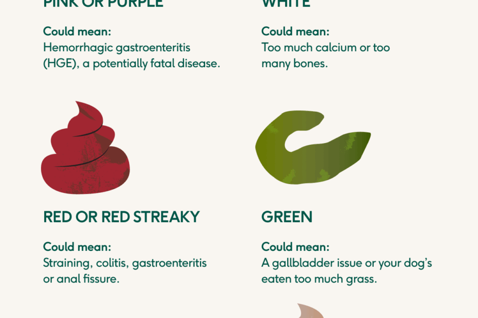 Dog Poo Decoded Colour Consistency And Smell vet Approved Guide Lyka Blog